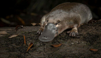 Unusual sex chromosomes of platypus, emu and duck