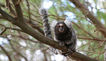 Wei�b�schelaffen mit Pers�nlichkeit