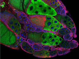 Wer verteilt das Fett?
