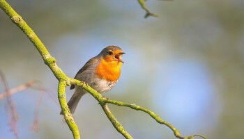 Wie man die Melodien von Tierlauten entschl�sseln kann
