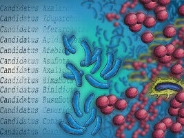 65 000 Mikroben erhalten neue Namen