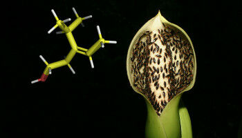 Aus Feind wird Freund: Sch�dlinge werden zu Pflanzenbest�ubern