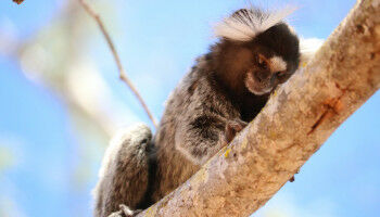 Mutigere Weißbüscheläffchen lernen schneller als zurückhaltende