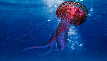 Tierwelt: Bauteile des Erbguts seit 600 Millionen Jahren unver�ndert