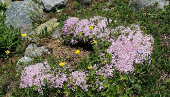 W�rme-adaptierte Genotypen alpiner Pflanzen k�nnten unter Klimawandel seltener werden