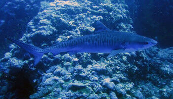 Wie Haiz�hne Evolutionsprozesse entschl�sseln k�nnen