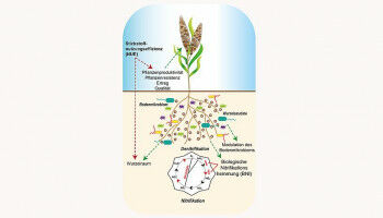 Wie Landwirt*innen effizienter d�ngen k�nnten