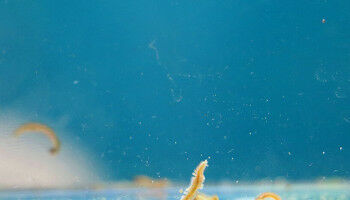 Wie Mondlicht die Fortpflanzung von Tieren beeinflusst