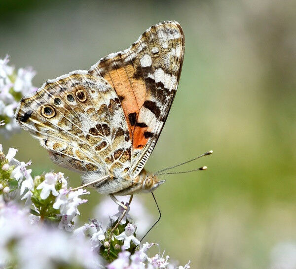 Vanessa cardui. Distelfalter sind die am weitesten �ber den Globus verbreiteten 