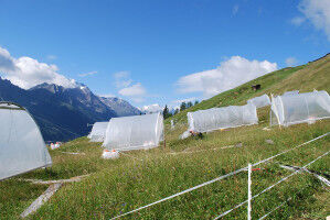 Intensit�t von D�rren entscheidend f�r Pflanzenwachstum