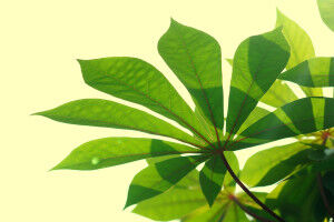 Photosynthesis: old theorem of chemical biology disproved