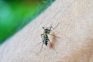 Significant increase in cases of West Nile virus in Austria