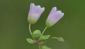 1.274 Farn- und Blütenpflanzen stehen auf der neuen 'Roten Liste' Österreichs