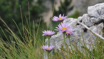 Alpenflora der ungleichen Geschwindigkeiten