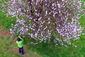 Apricot Pollination is Becoming More Difficult