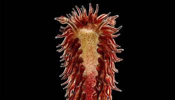 Aus dem Hörsaal ins Museum: Eine Unterwasserwelt aus Glas