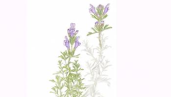 Ausstellung: Illustrationen gef�hrdeter Pflanzen