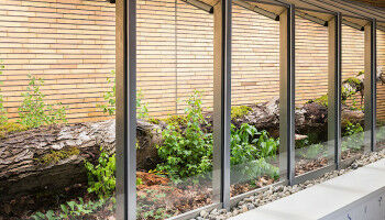 BIG ART: Wie ein Baum zum Kunstwerk wird