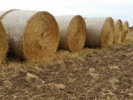 Bio-Kraftstoffe f�r LKWs und Flugzeuge