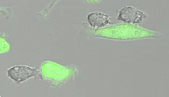 Break through the tumor's protective shield