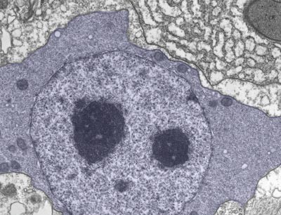 Ultrastruktur einer Stammzelle des fr�hen Vielzellers Hydra.