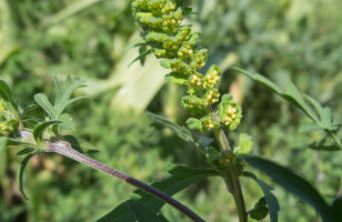 Climate change and 'new' allergy triggers extend pollen season