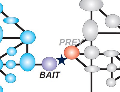 Schematic representation of signaling cross talk: Circles specify proteins from 