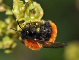 Der neu konstituierte ,,�sterreichische Wildbienenrat