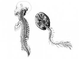 Die Bewegung der Beine ist nicht alleine Kopfsache