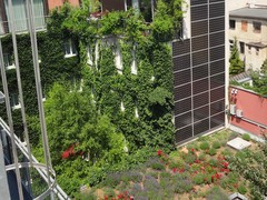 So gr�n k�nnen st�dtische Fassaden werden     Azra Korjenic     Azra Korjenic er