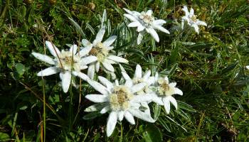 Die Gr�ne Apotheke - vom Hortus Medicus zur Pharmaforschung