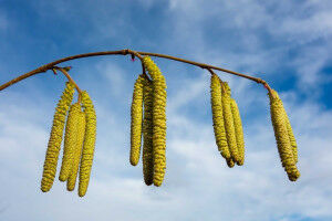 Die Pollensaison 2025 hat bereits begonnen