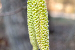 Die Pollensaison 2026 beginnt