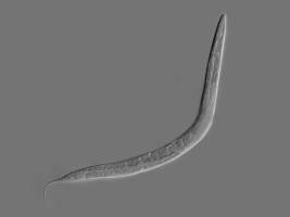 Dressierter Computerwurm lernt, einen Stab zu balancieren