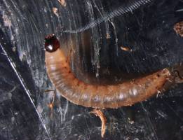 Du bist nicht, was du isst