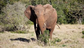 Ein Lautsprecher wie ein Elefant