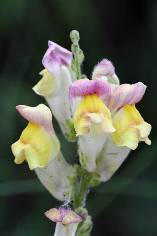 Ein hybrides Löwenmäulchen. Normalerweise strahlen Löwenmäuler in Magenta oder G
