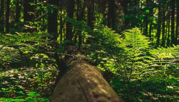 Greentopia: Neue Wege aus dem Klimawandel