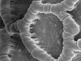 Gr�ne Biotechnologie zur Gewinnung von hochwertigen Rohstoffen aus Holz