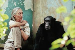 Jane Goodall kommt an die TU Wien