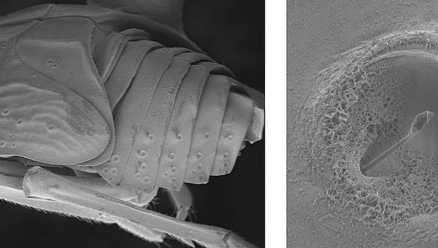 Sensory Pits von Zikaden; Credit: JKU