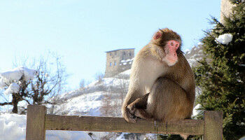 Kooperationsvertrag �ber Affenberg zwischen Universit�t Wien und Land K�rnten verl�ngert