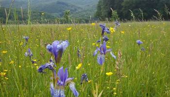 Landwirtschaft und Biodiversit�t: Auf der Suche nach dem Gleichgewicht