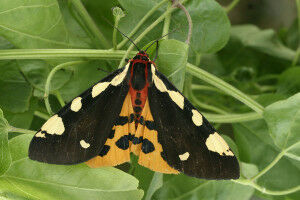 Langzeitbeobachtung der Schmetterlinge �sterreichs erfolgreich gestartet