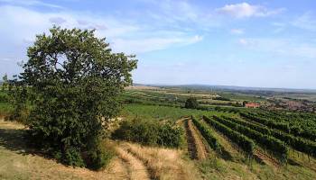 Mehr Gr�n statt Grau: regionale Strategien f�r Gr�ne Infrastruktur in Europas Regionen