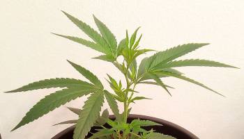 Mit Phytotherapie in die Zukunft