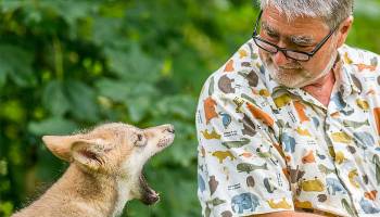 Neue Wolfsgeneration in Ernstbrunn