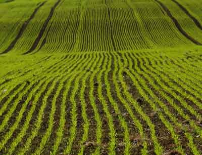 In the project EcoSeed three crop species, barley, sunflower and cabbage will be