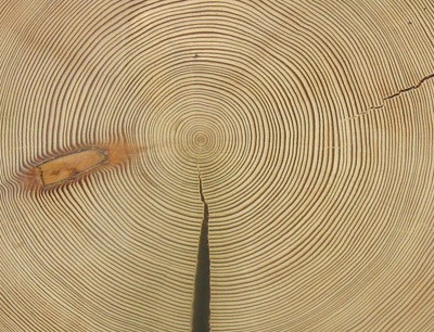 Die Jahrringforschung (Dendrochronologie) erlaubt eine Einsch�tzung von Temperat