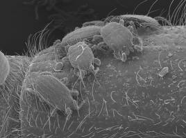 Per Anhalter auf den Baum